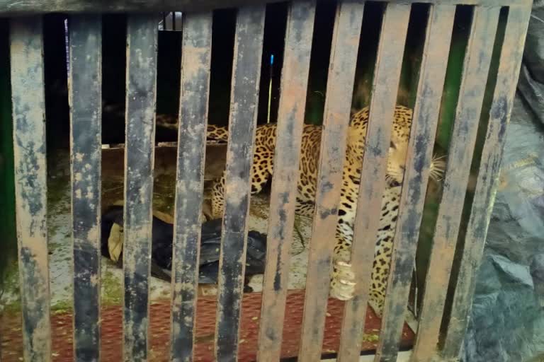 Leopard catches in Chamarajanagar