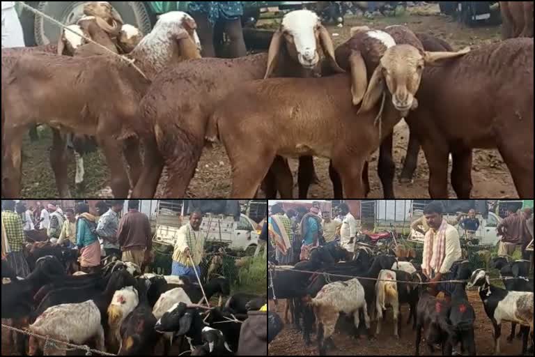 ಕುರಿ ಸಂತೆ , Sheep market