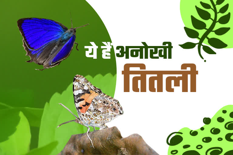 butterfly  in chhindwara
