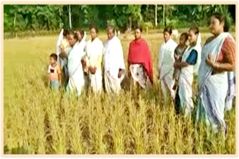 crisis of water creating trouble for farmers