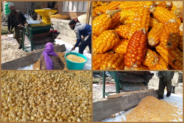 Maize Cultivation In Valley