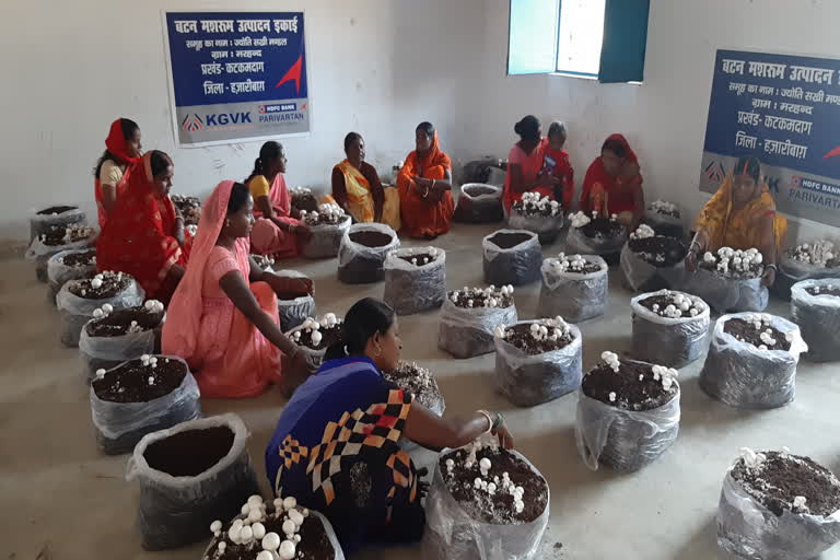 mushroom-cultivation-in-hazaribag-with-this-women-became-self-sufficient