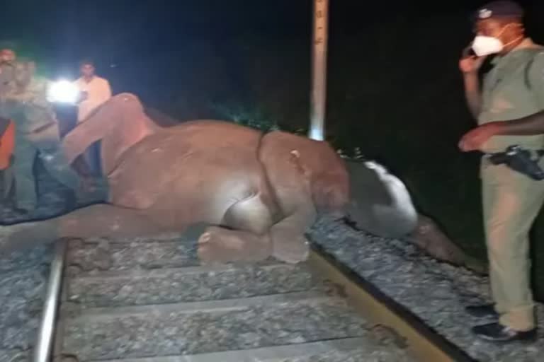 Coimbatore Elephant death  3 Elephants died after being hit by train in coimbatore  wild elephants hit by the Manglore Chennai Express  ട്രെയിനിടിച്ച് മൂന്ന് കാട്ടാനകള്‍ ചെരിഞ്ഞു  കോയമ്പത്തൂര്‍ കാട്ടാനകള്‍ ചെരിഞ്ഞു  റെയില്‍വേ ട്രാക്ക് കാട്ടാന മരണം