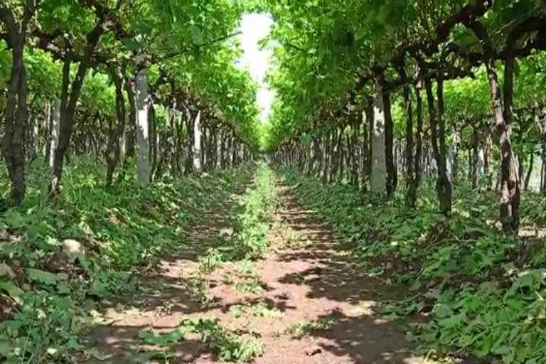 unseasonal rain hits grape growers life