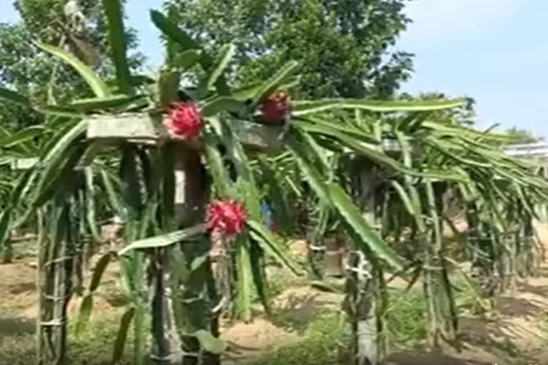 Dragon Fruit Cultivation is Profitable