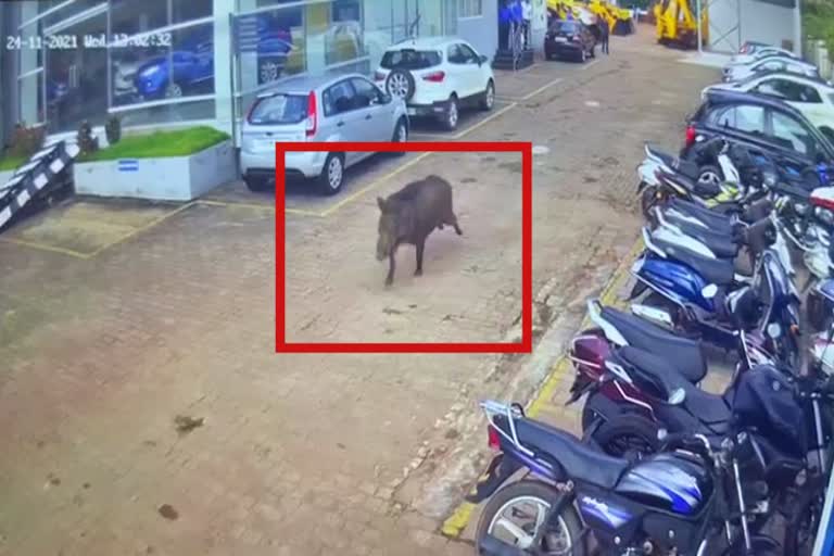 Wild Pig rushed car showroom at Mangalore