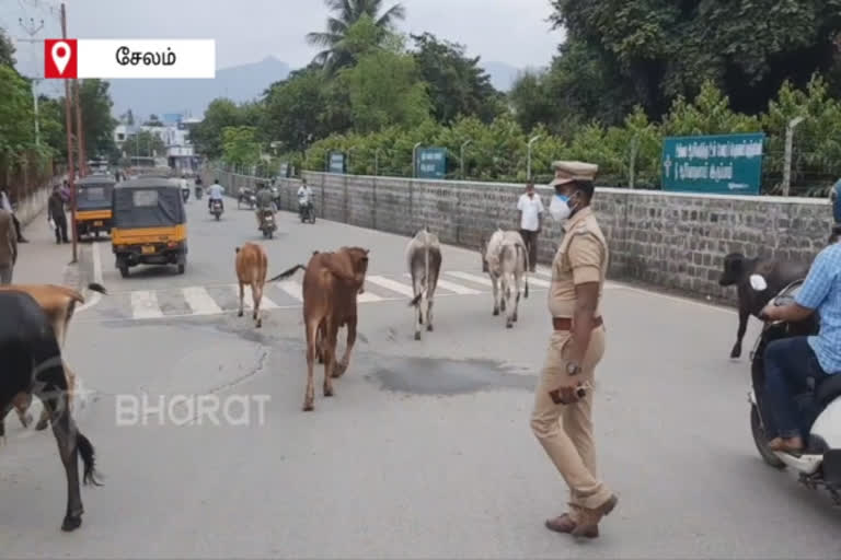 உதவி காவல் ஆய்வாளர்