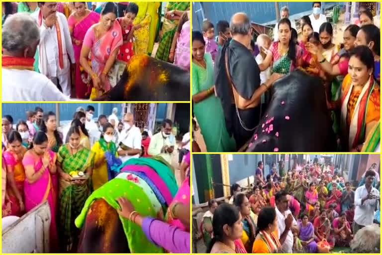 Seemantham Performed For Cow In Mangalgiri at guntur district