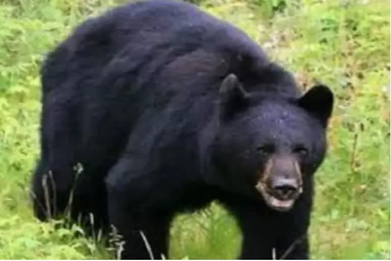 One women injured in bear attack