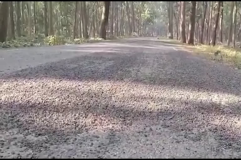 Public Works Department is filling road potholes