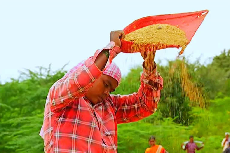 Paddy Procurement in telangana