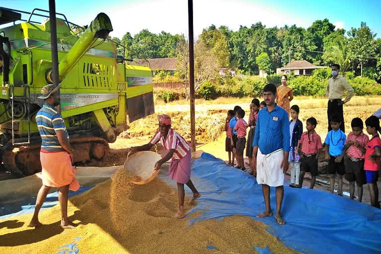 ಶಾಲಾ ಮೈದಾನದಲ್ಲಿ ಭತ್ತ ನಾಟಿ