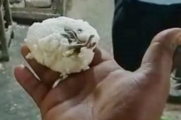 frog inside idli