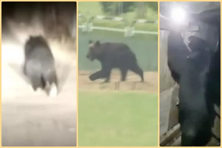 Bear in gandarbal