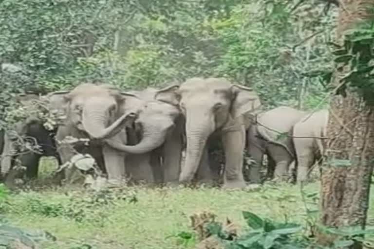 Elephants knock in Marwahi forest range