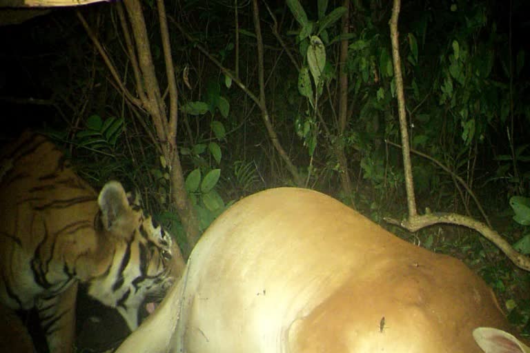 chandgad conservation tiger news