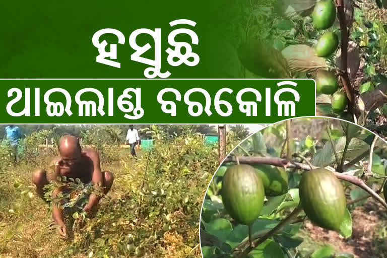 ଓଡିଶା ମାଟିରେ ଥାଇଲାଣ୍ଡ ଦେଶର ବରକୋଳି,  ଜମିରେ ହସୁଛି ରେଡ ଆପୋଲ ବାର ବରକୋଳି