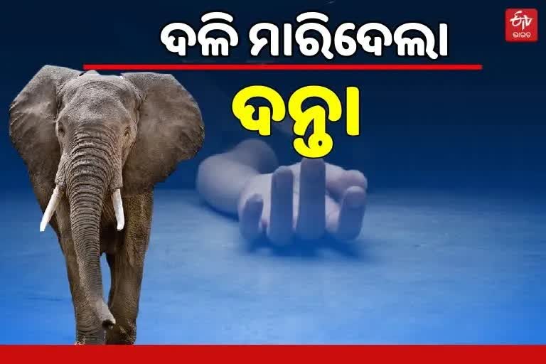Elephant attack: ଧାନ ଜଗିଥିବା ବେଳେ ଦଳିଦେଲା ହାତୀ, କ୍ଷତିପୂରଣ ଦାବି କଲେ ଗ୍ରାମବାସୀ