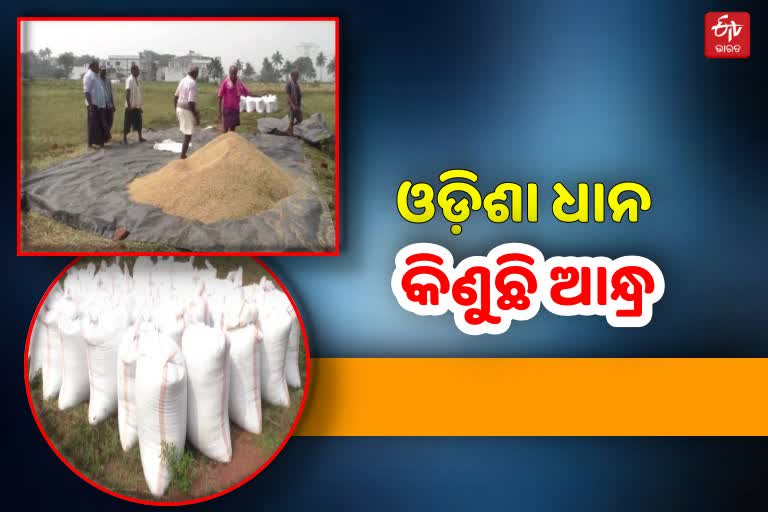 Mandi Tension in Gajapati: ଆସୁଛି ବର୍ଷା, ଖୋଲିନି ମଣ୍ଡି, ଶାଗମାଛ ଦରରେ ବିକ୍ରି ହେଉଛି ଧାନ