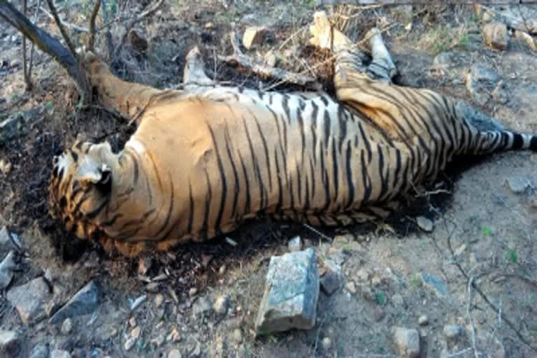 10 year old tigress death in Umariya