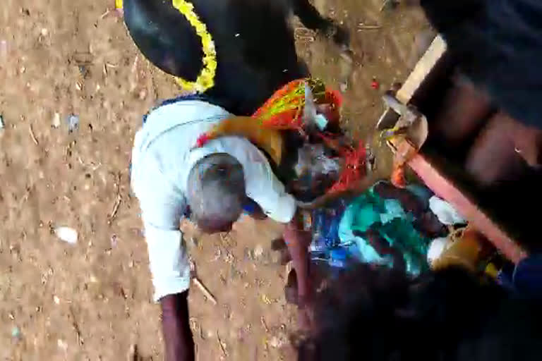 ಹಾವೇರಿಯಲ್ಲಿ ದನ ಬೆದರಿಸುವ ಸ್ಪರ್ಧೆ,BULL TAMING SPORT IN HAVERI