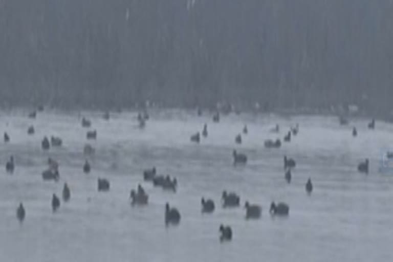 Jammu and Kashmir  migratory birds have returned to the wetlands of the valley