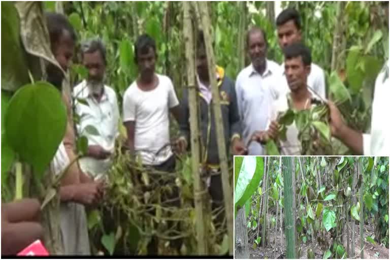 betel leaf pants damaged from rain