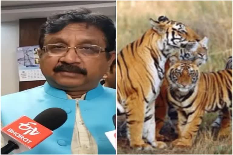 MP Forest Minister Vijay Shah Controversial Statement on death of 38 tigers in one year