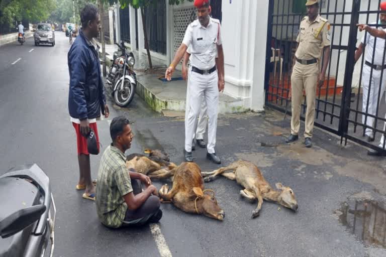 புதுச்சேரியில் கோமாரி நோய்