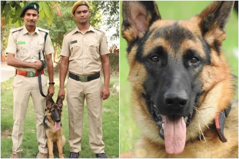 'Charlie' came to Nagarahole National Park