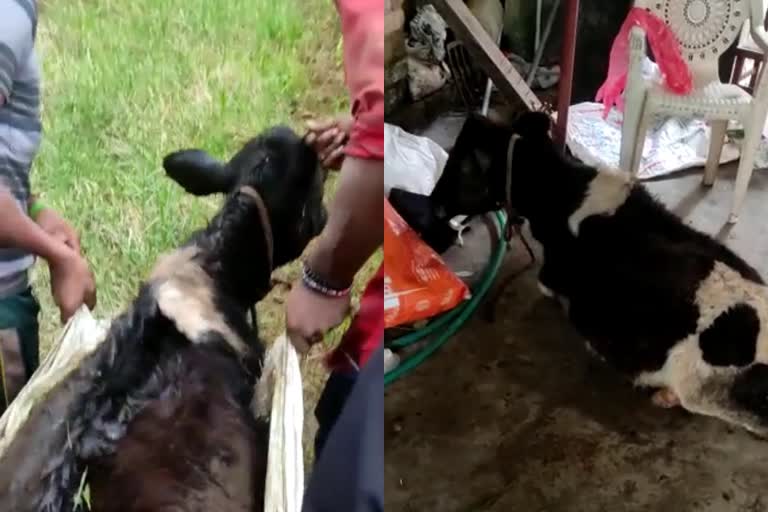 cow attacked in idukki  idukki local news  ഇടുക്കിയില്‍ പശുവിനെ ആക്രമിച്ചു  ഇടുക്കി പ്രദേശിക വാര്‍ത്ത