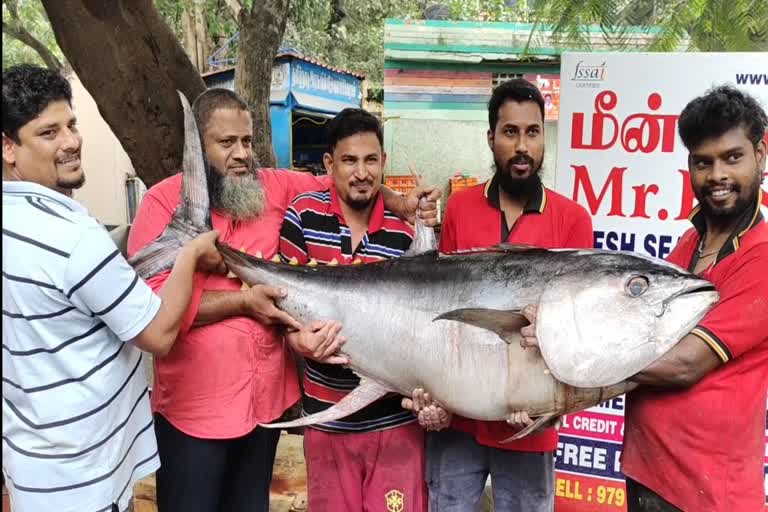 86 Kg giant fish sold at a shop in Coimbatore,ಬೃಹತ್ ಗಾತ್ರದ 86 ಕೆಜಿ ಮೀನು