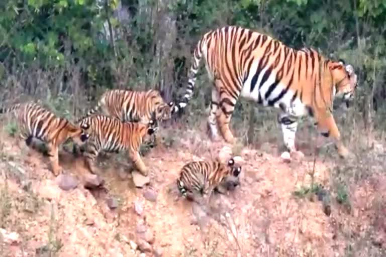 Ramnagar Jim Corbett National Park