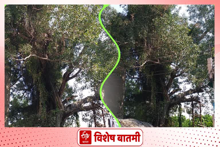 208 year old pipal tree in Nagpur