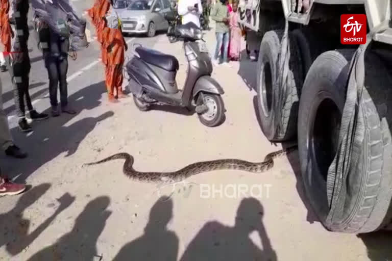 Python on the highway: A python blocked the highway in Haridwar