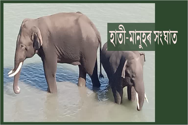 দুটাকৈ বনৰীয়া হাতীয়ে সন্ত্ৰাসৰ সৃষ্টি কৰিছে বৰপেটা-গোৱালপাৰাত