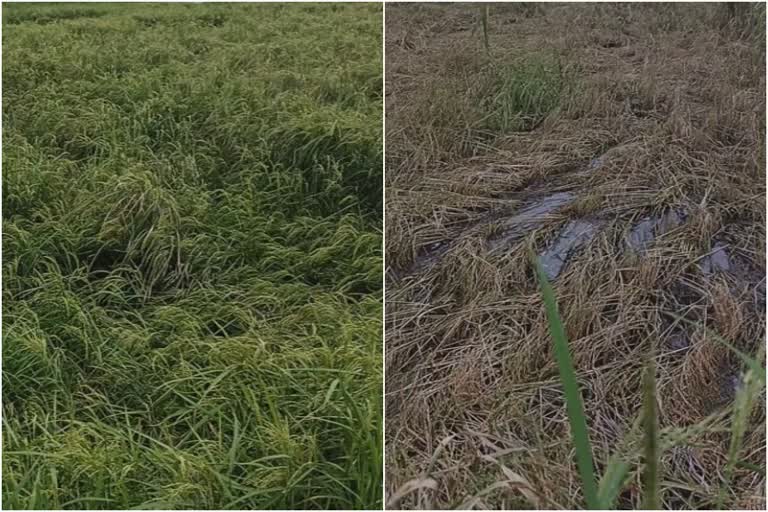 Paddy cultivation destroying in rain in kozhikode  paddy cultivation in kerala  heavy rain in kerala  Damage to crops in heavy rains in kerala  കനത്ത മഴയിൽ വിളകൾക്ക് നാശം  കേരളത്തിൽ കനത്ത മഴ  കേരളത്തിൽ നെൽകൃഷി  കോഴിക്കോട് കനത്ത മഴയിൽ നെൽക്കൃഷി നശിക്കുന്നു