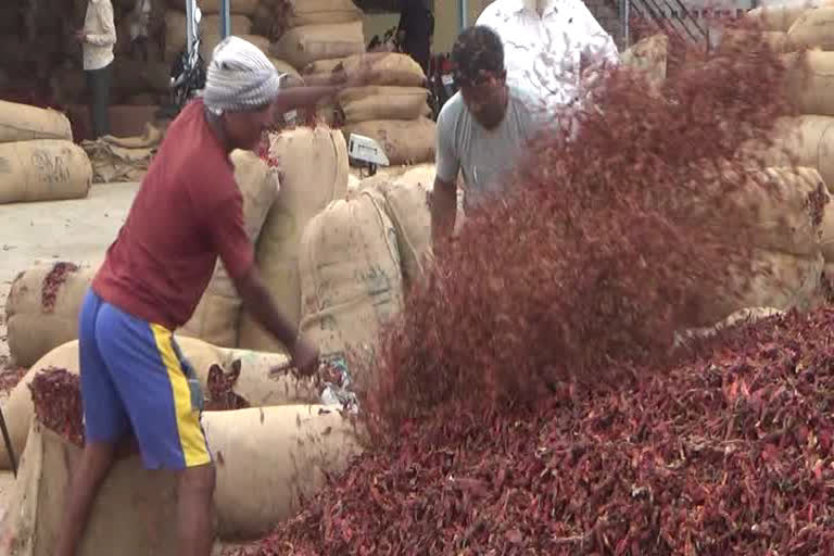 Byadgi chilli  quantity and quality decreased in Market due to rain