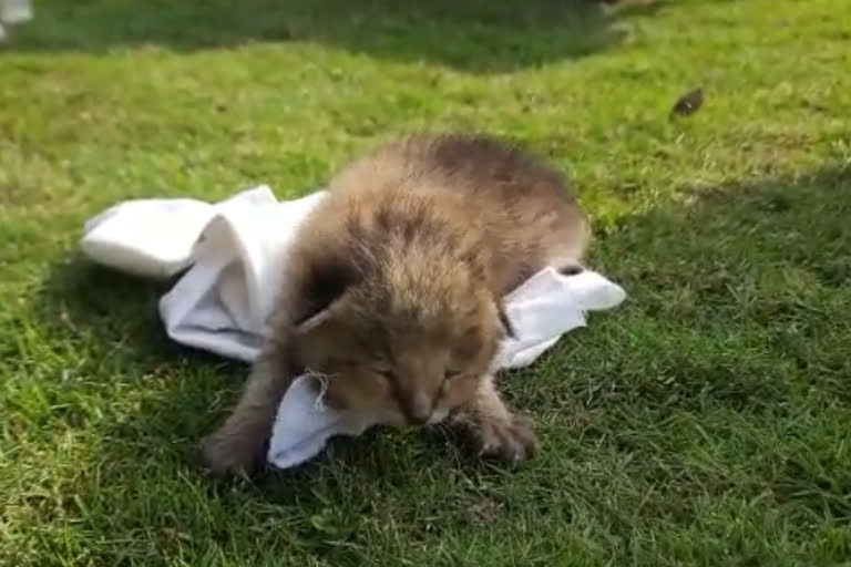 leopard cub found in Bajpur