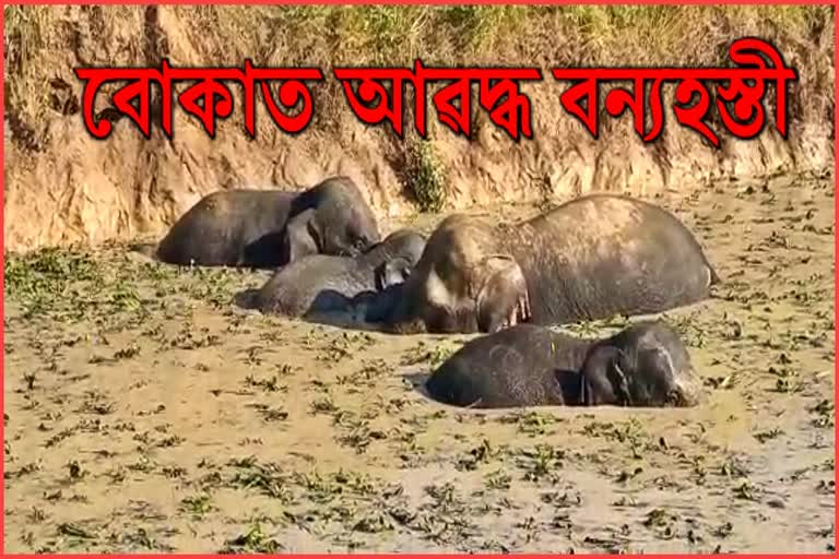 elephants-saved-after-getting-stuck-in-muddy-pond-in-goalpara