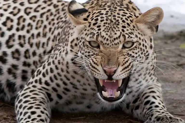 Tribal woman Kiran saves her son from leopard  madya pradesh Baiga tribe woman rescues child  panther attacked child in Barijhariya village  മധ്യപ്രദേശിൽ പുലിയിൽ നിന്നും കുഞ്ഞിനെ രക്ഷപ്പെടുത്തി ഒരമ്മ  മധ്യപ്രദേശിലെ ബരിജാരിയയിൽ പുലിയുടെ ആക്രമണം  ബൈഗ ഗോത്രം കിരൺ