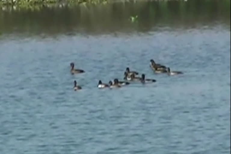 Siberian birds gathered in Khatima