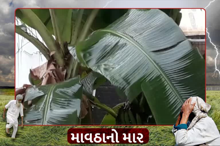 unseasonable rain in surat: ખેડૂતોના પાકને ભારે નુકસાન જોવા મળ્યું