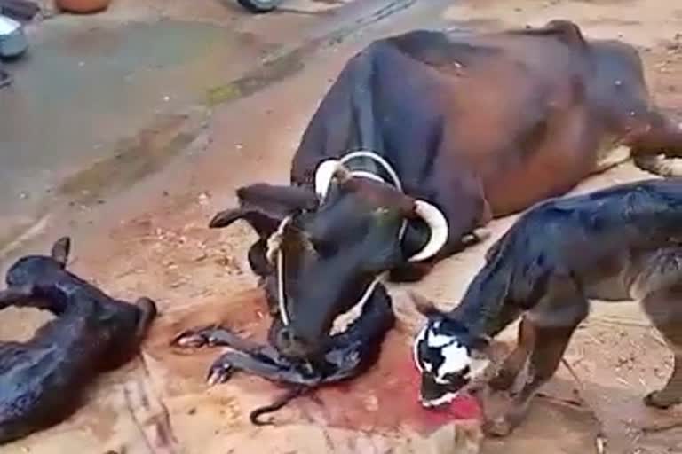 cow gives birth triplet calves in Gadag