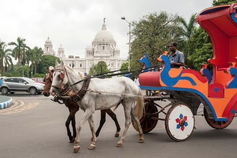 private organization file pil in calcutta high court demanding ban on horse cart service