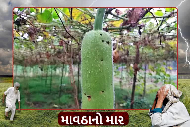 માવઠાનો માર: વલસાડમાં કમોસમી વરસાદને પગલે શાકભાજીની ખેતી કરનારા ખેડૂતોને નુકશાન