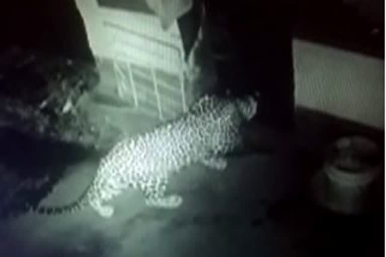 Leopard spotted in Bantwal,ಬಂಟ್ವಾಳದಲ್ಲಿ ಚಿರತೆ