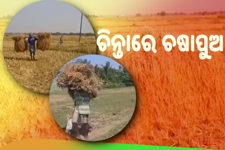 ସମ୍ଭାବ୍ୟ ବାତ୍ୟାକୁ ନେଇ ଚିନ୍ତାରେ ଚଷାପୁଅ