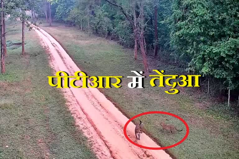 Leopard and its cubs seen in Palamu Tiger Reserve