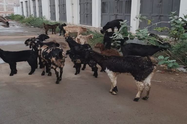 death of a goat : દાહોદમાં એક બકરાનું PPRથી મોત, સાથી બકરાઓને વેક્સિન આપી ક્વોરેન્ટાઇન કર્યા
